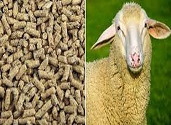 تصویر 1 از قیمت خرید مکمل دامی گوسفندی + فروش ویژه